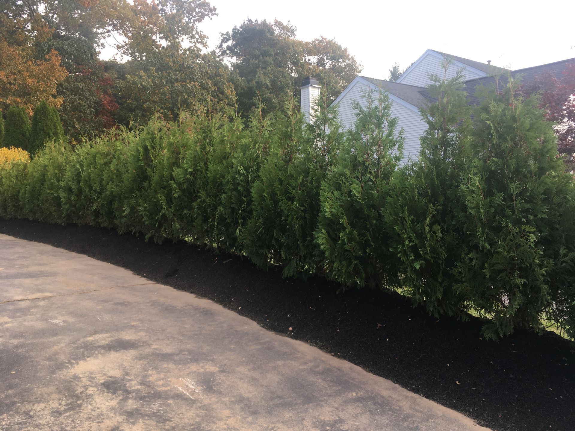 A landscaped front yard with manicured green shrubs set in dark mulch next to a modern house and paved walkway.