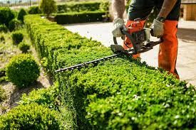 A person in work overalls uses a long-reach hedge trimmer to prune tall, spiral-shaped evergreen trees in a park.