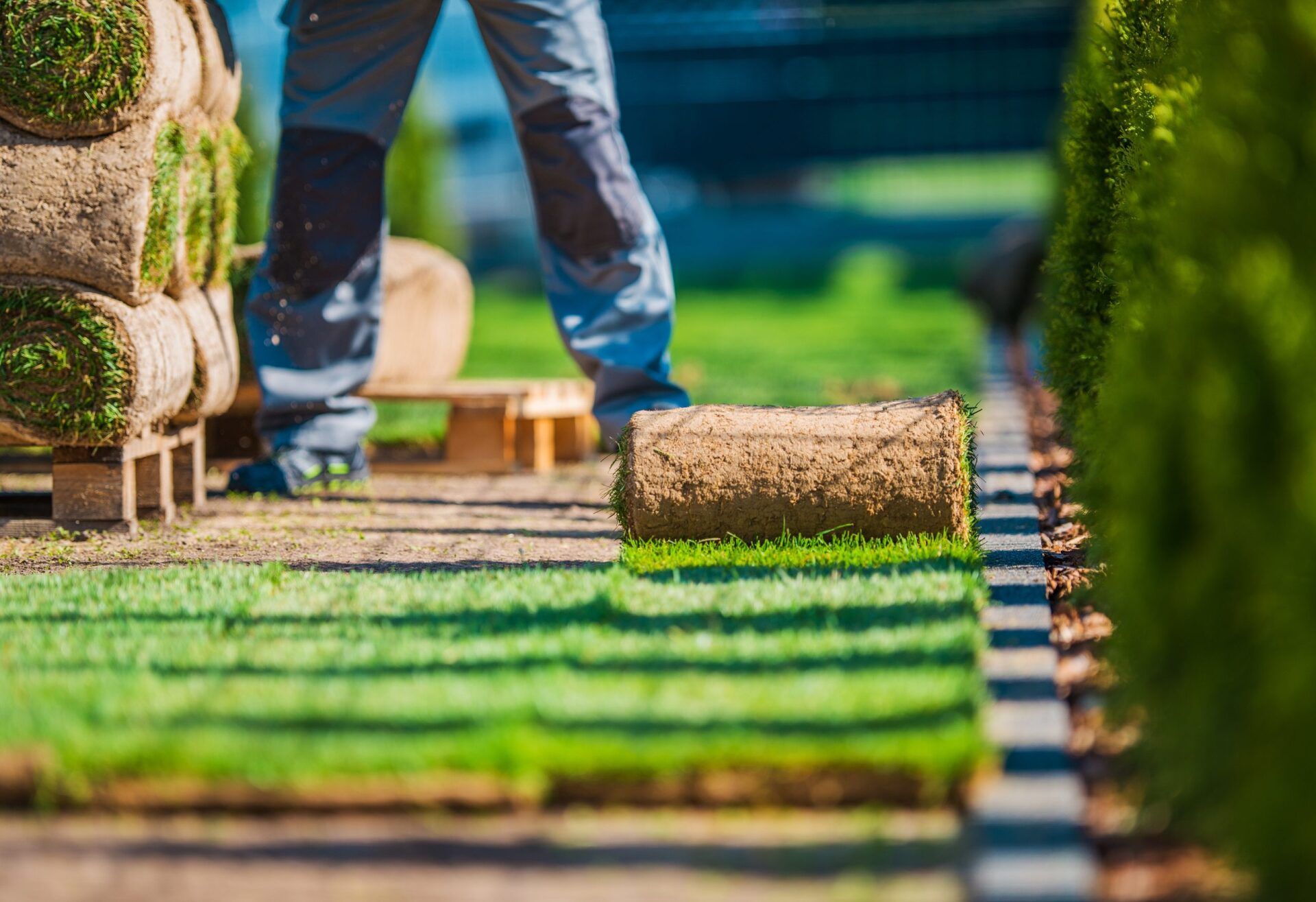 Person installing sod rolls in a yard, green grass, rolls stacked nearby.