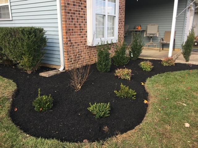 A flower bed with black mulch and green shrubs borders a house with brick and siding.