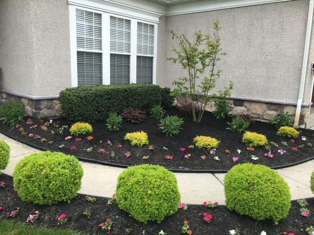 Landscaped front yard with green shrubs, dark mulch, and colorful flowers in front of a house.
