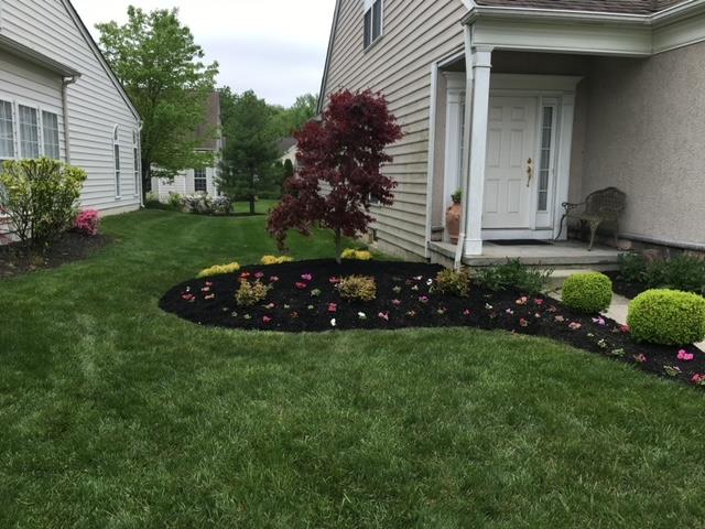 Lush green lawn with a landscaped bed of dark mulch, small plants, and a Japanese maple tree in front of a house.