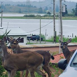 Deer