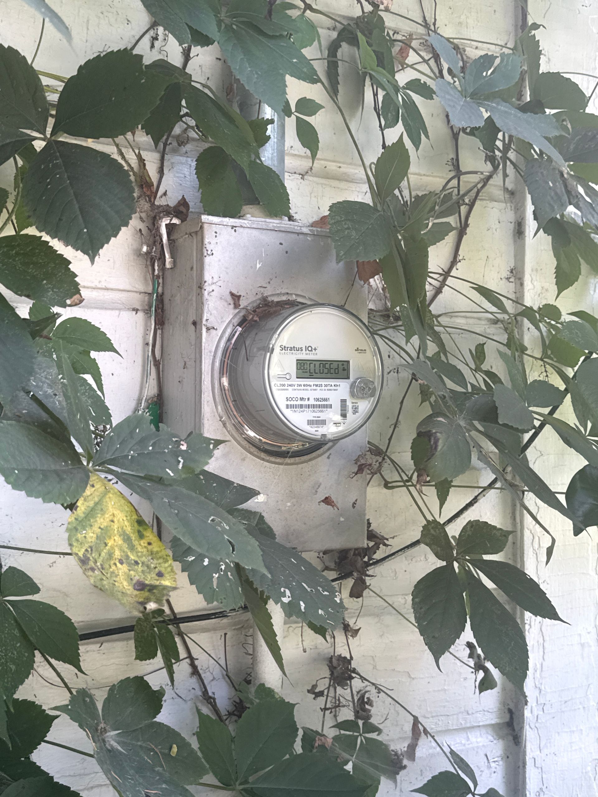 Electric meter on a wall, partly covered by green vine leaves and a yellowing leaf.
