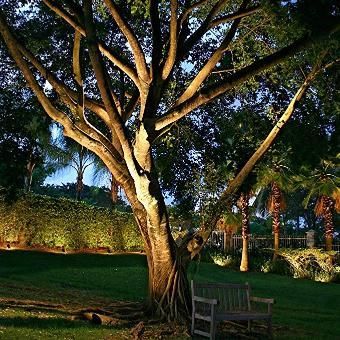 Large tree lit at dusk in a garden, with a bench beneath it and a hedge-lined lawn in the background