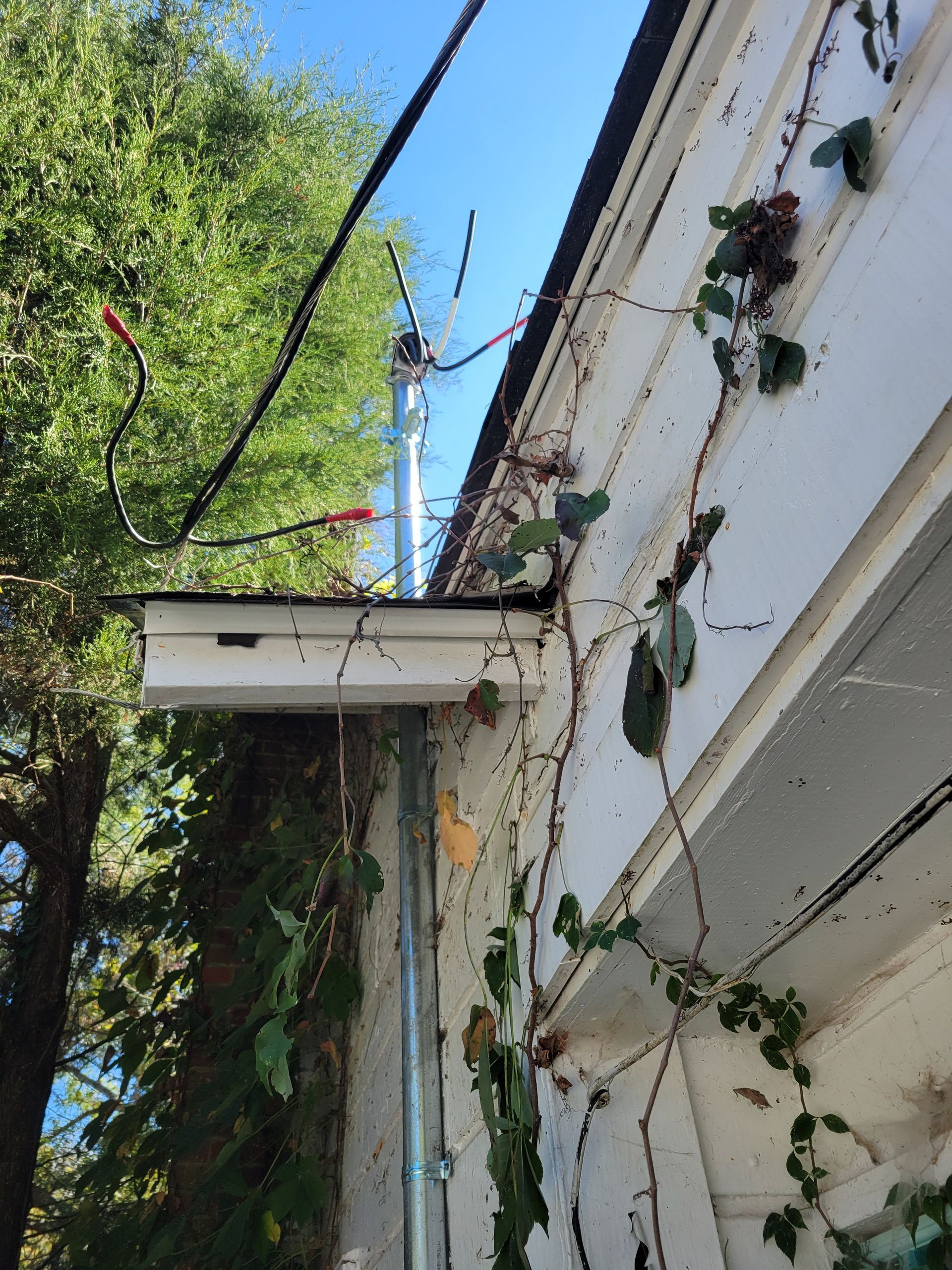 White building wall with climbing vines, a metal pipe, and overhead wires beside trees and blue sky