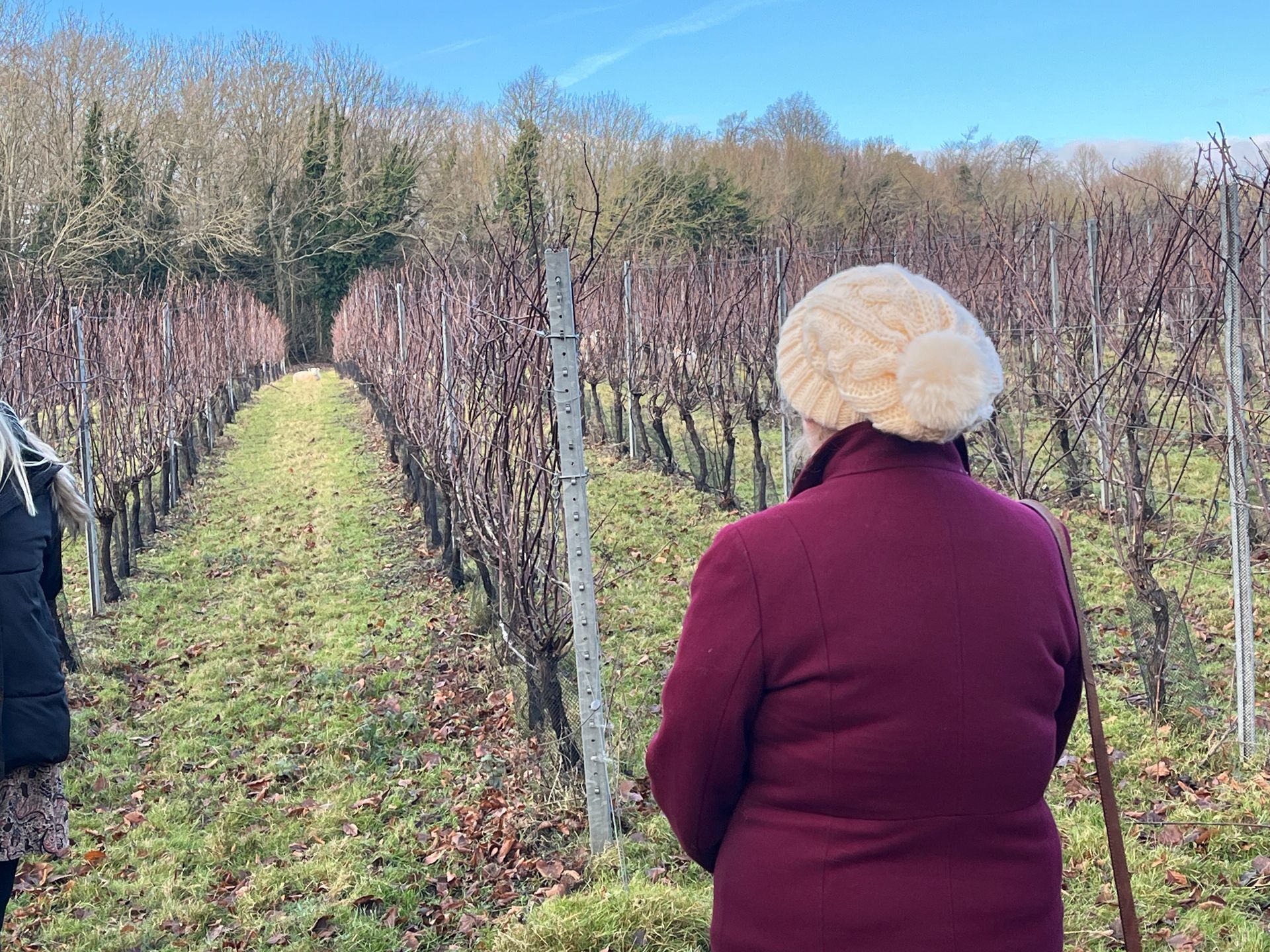 Woman looking out over a vineyard garden in Kent