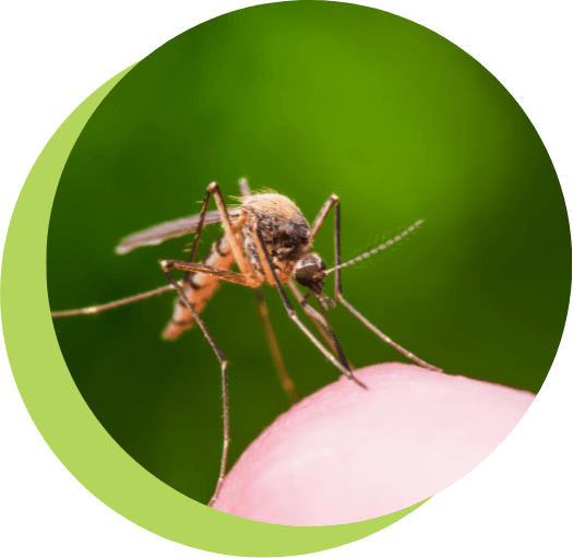 Mosquito-on-finger