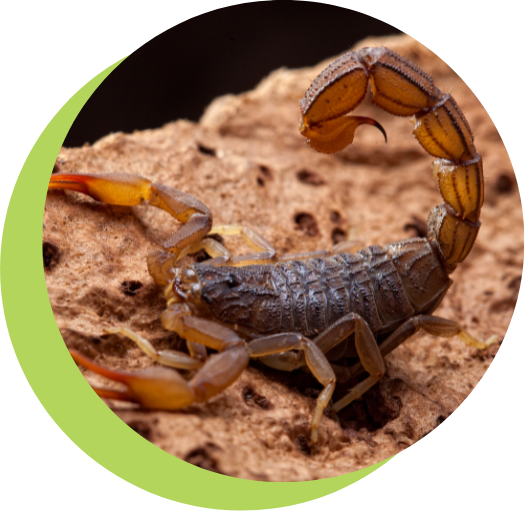 scorpion