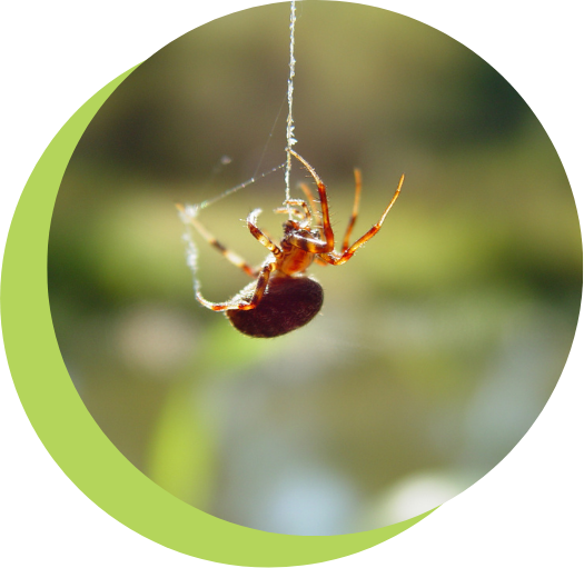 Large-Spider