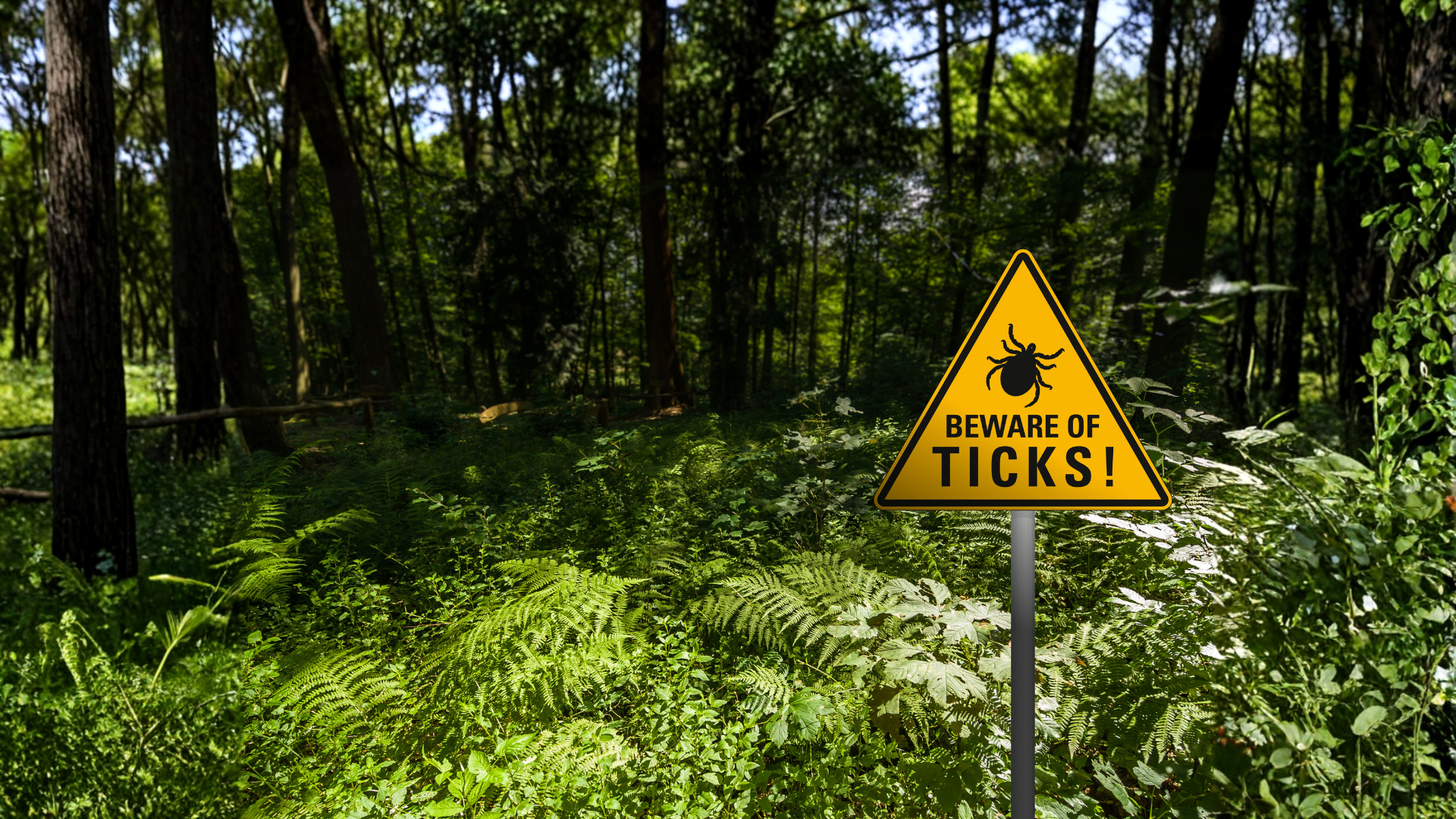 Yellow warning sign in a wooded area reading “Beware of ticks!”