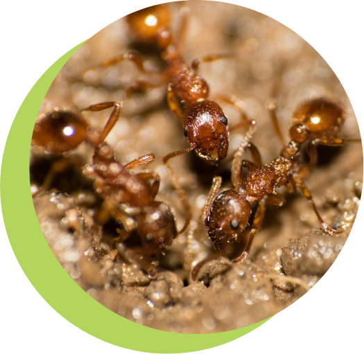 Small-Ant