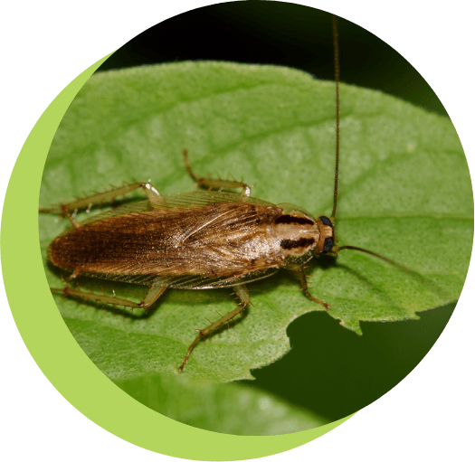 Large-Roach