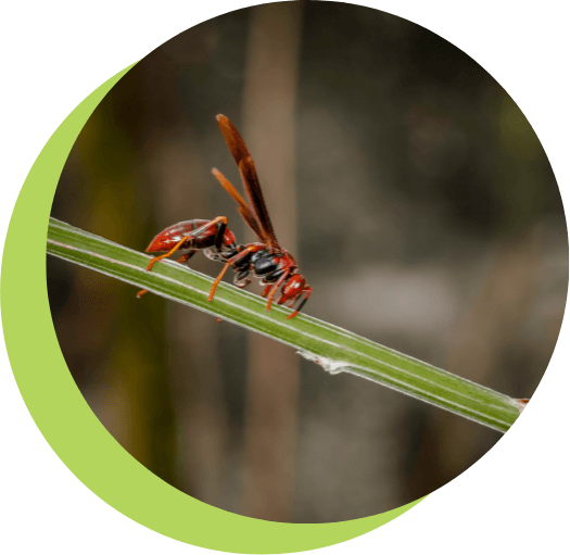 Wasp-on-a-leaf
