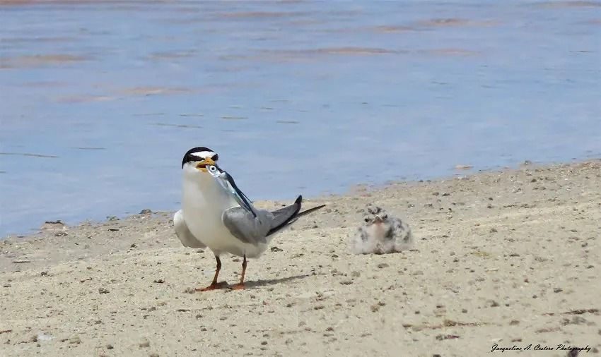 Adult least tern stands watch over chick on sandy beach, near water.