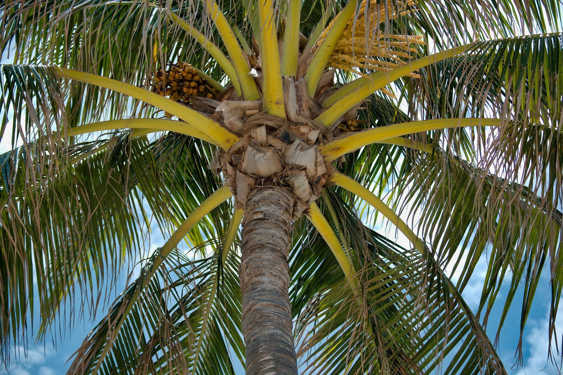 Close-up of a palm tree canopy with green fronds against a blue sky