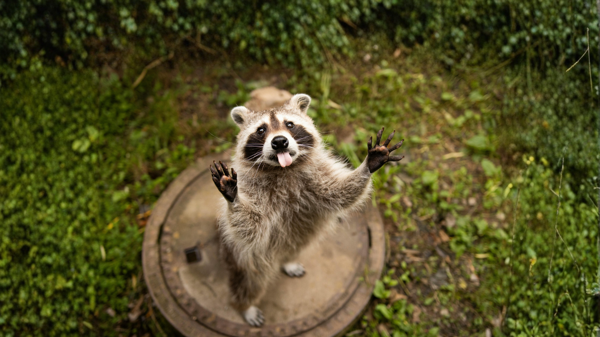 Raccoon standing on a manhole cover with front paws raised in a grassy area