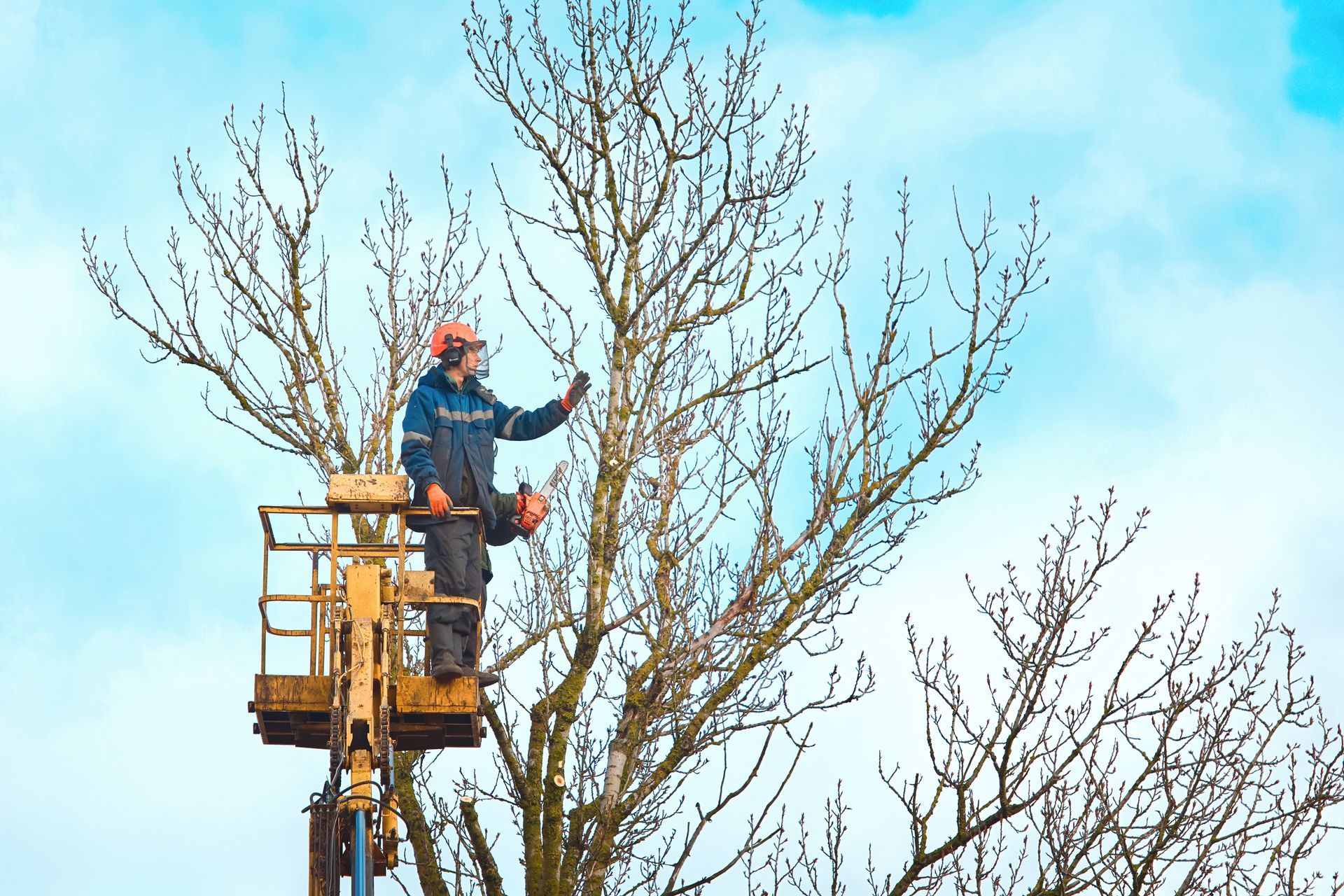 Arborist trims tree branches from a lift with a chainsaw on a clear spring day.
