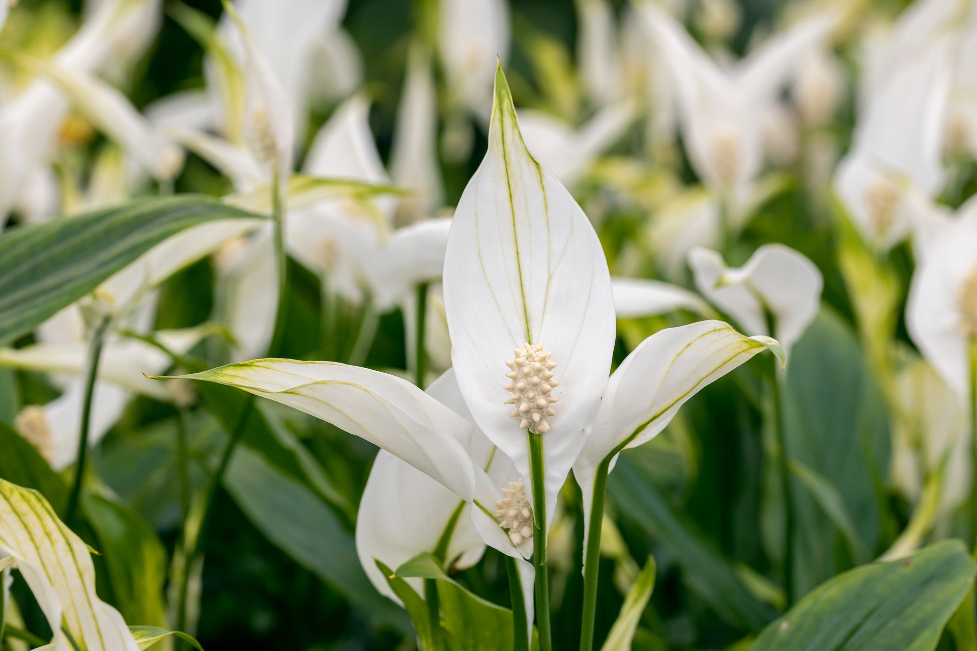 White peace lilies blooming among green leaves in a lush garden backdrop