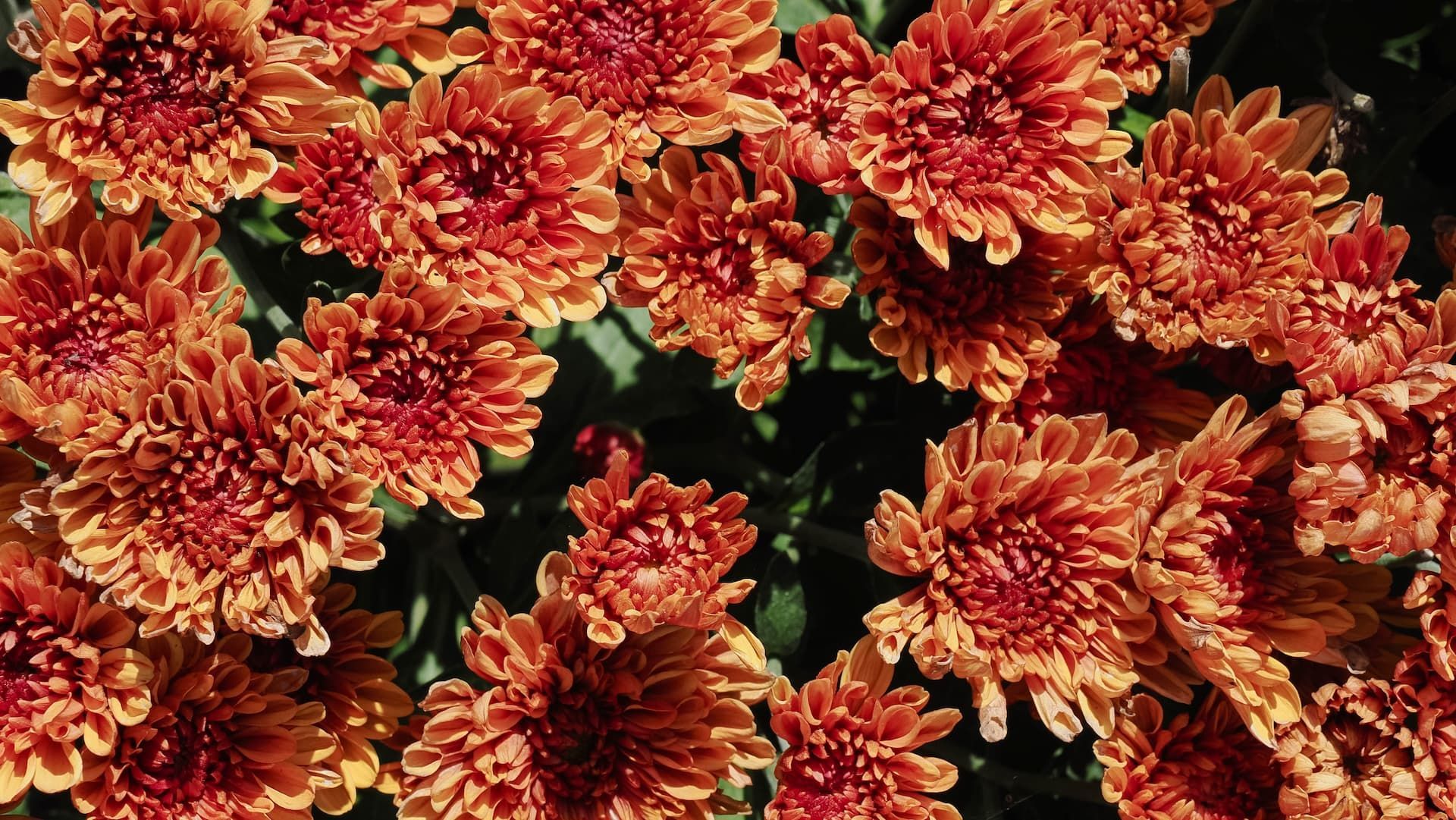 Cluster of orange-red chrysanthemums against a dark background