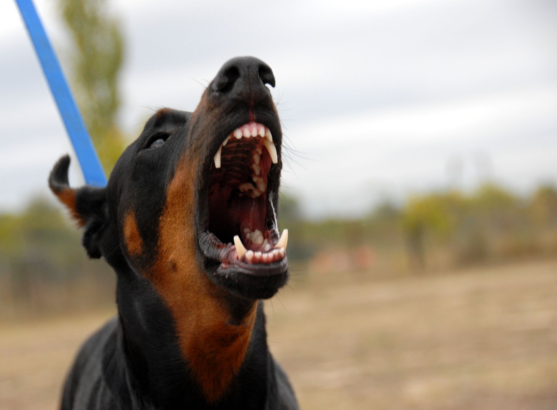 A close up of a dog on a leash with its mouth open.