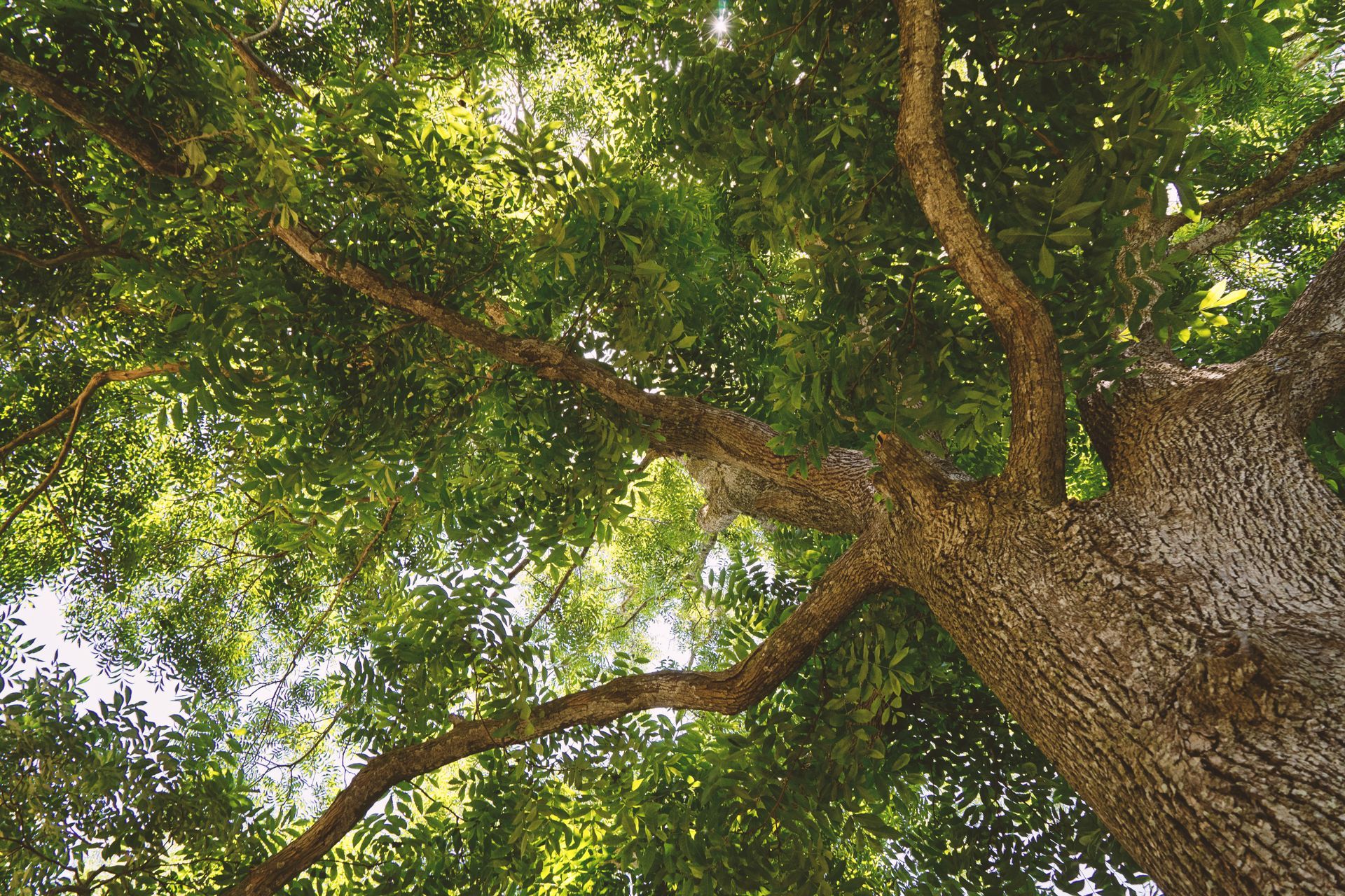 Trees