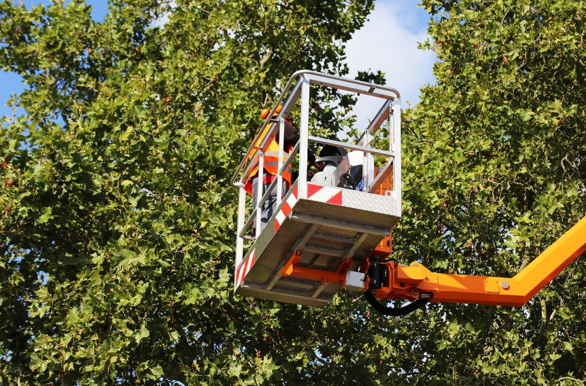 tree care