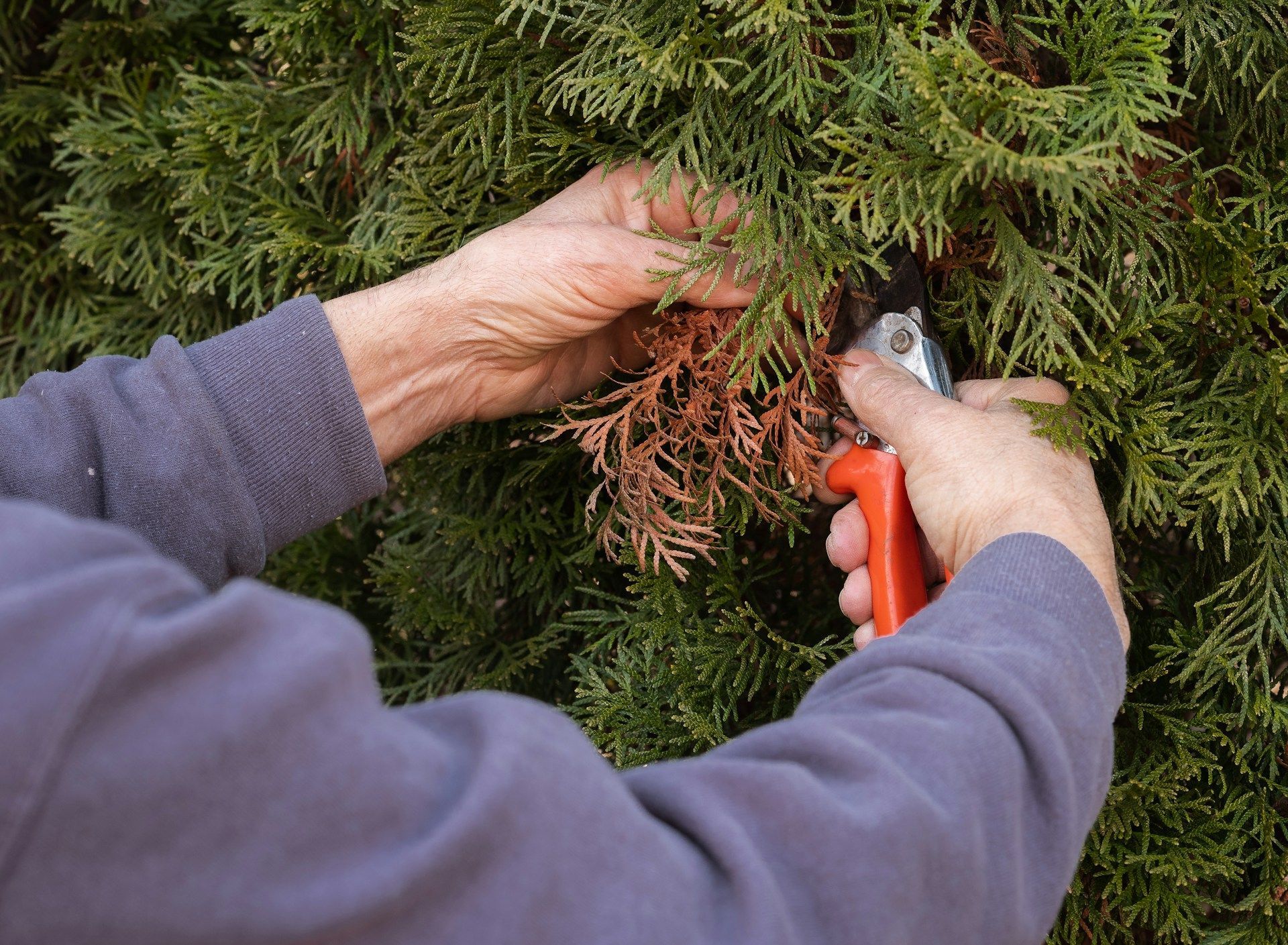 tree pruning