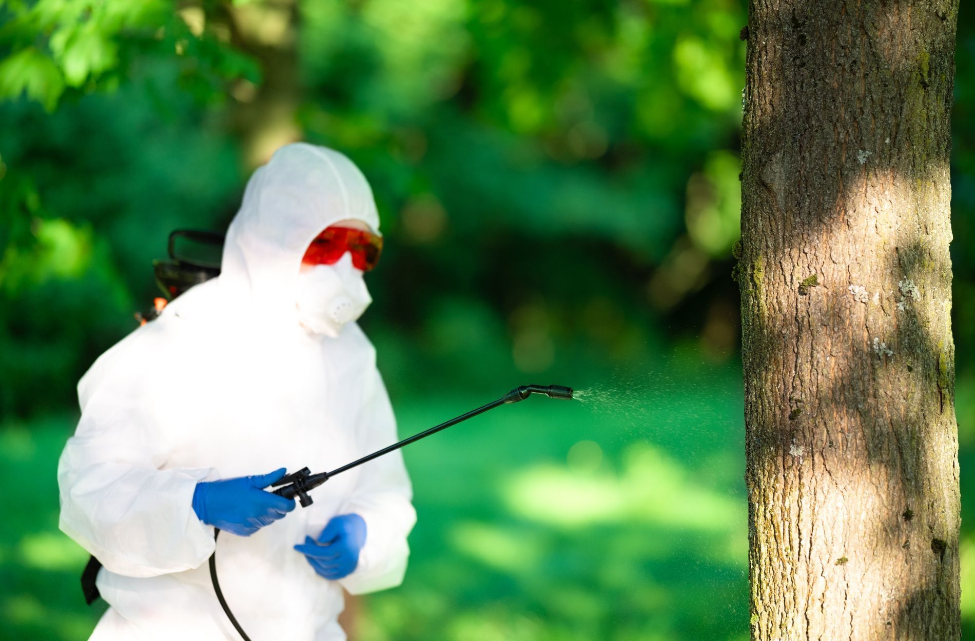 pest removal
