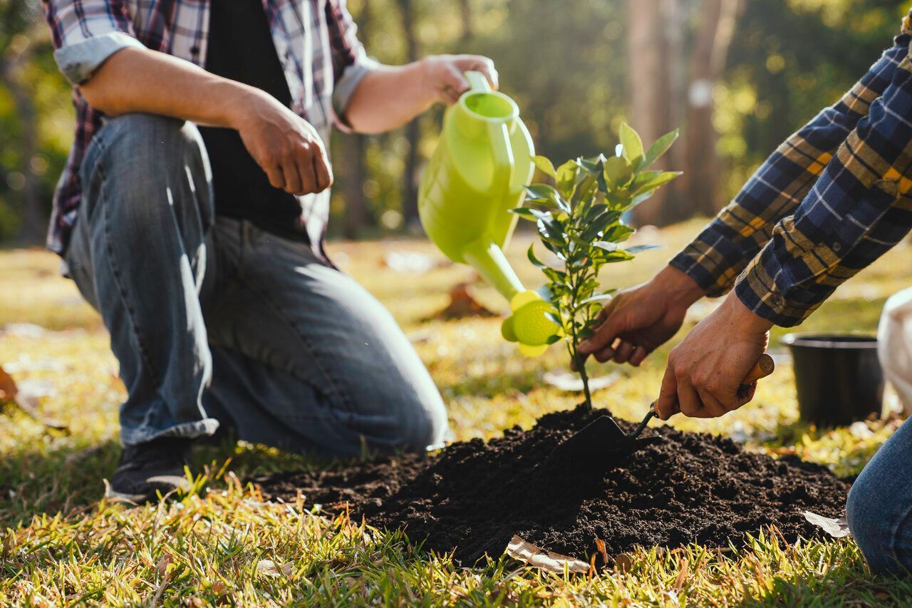 tree planting