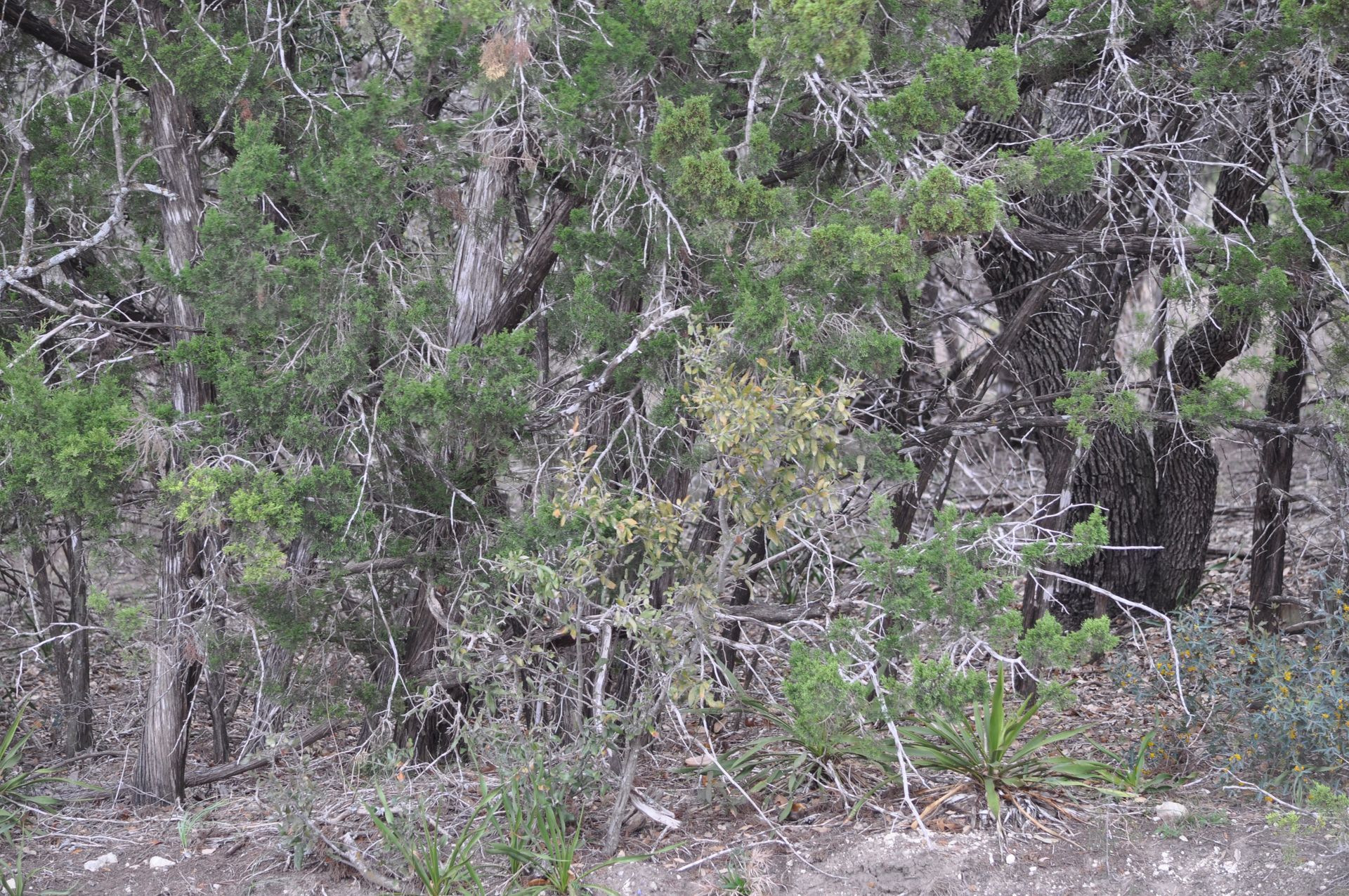 Dense green shrubs and dry tree trunks in a wooded area with leaf litter on the ground