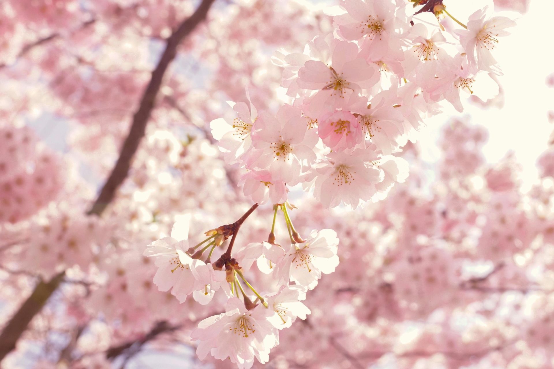 Eine Nahaufnahme eines Kirschblütenbaums mit rosa Blüten.