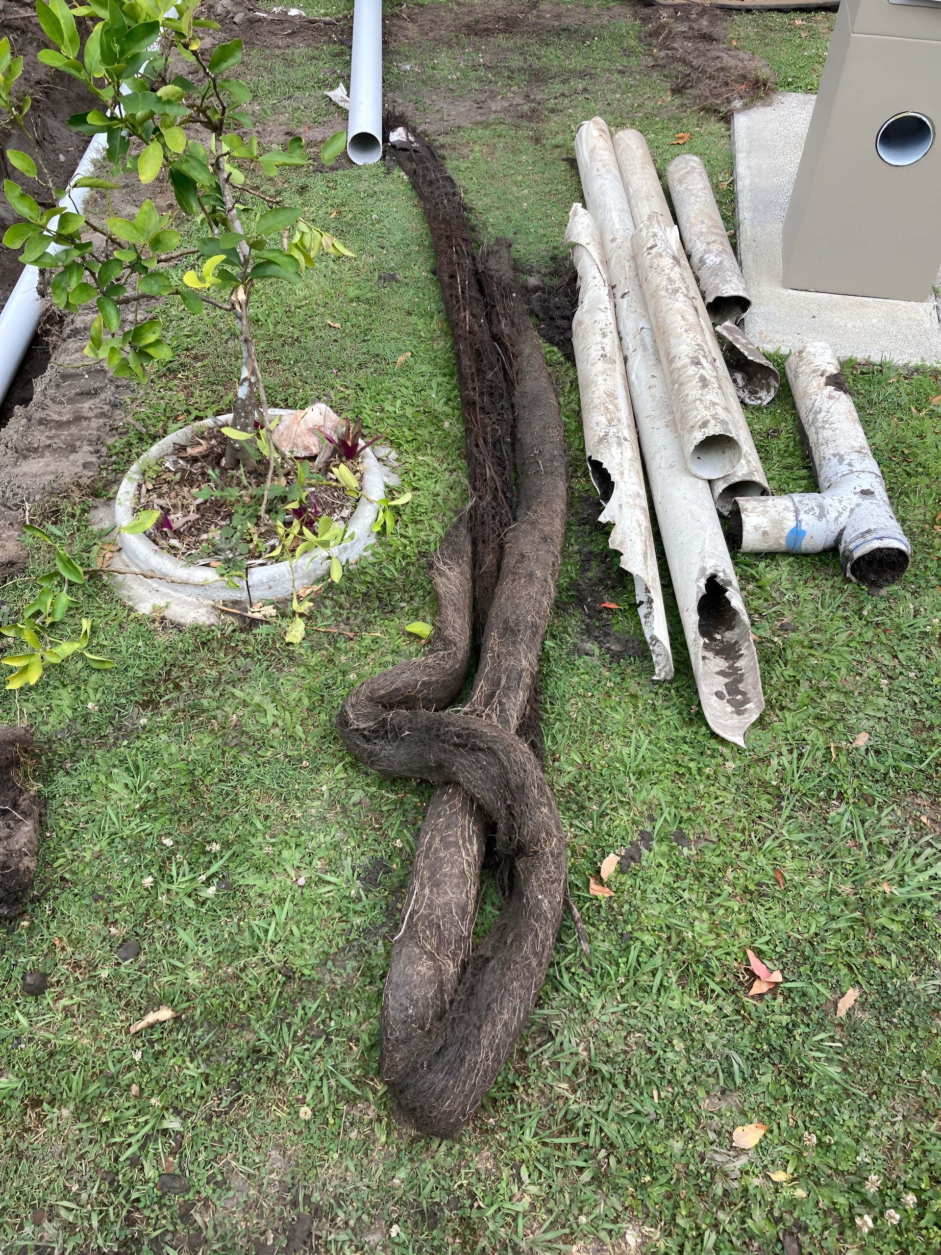 A Large Tree Root Removed From the Ground — Taps 'R' Us in Wurtulla, QLD