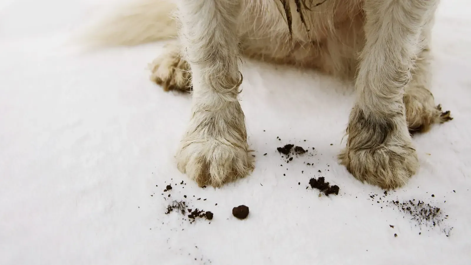 A close up of a dog 's paws in the snow.