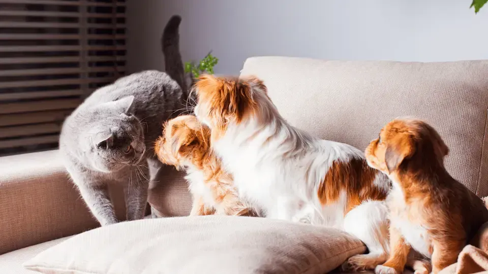 Cats and dog on a couch