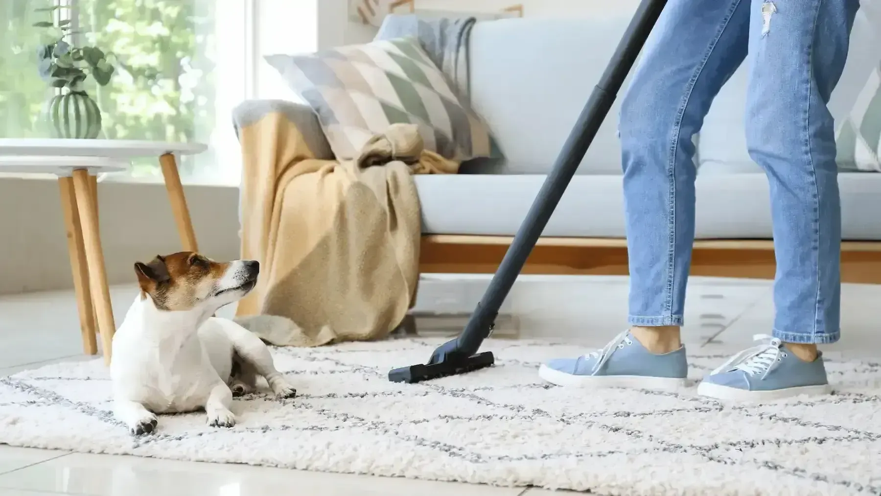 Dog on a carpet while the owner tries to clean
