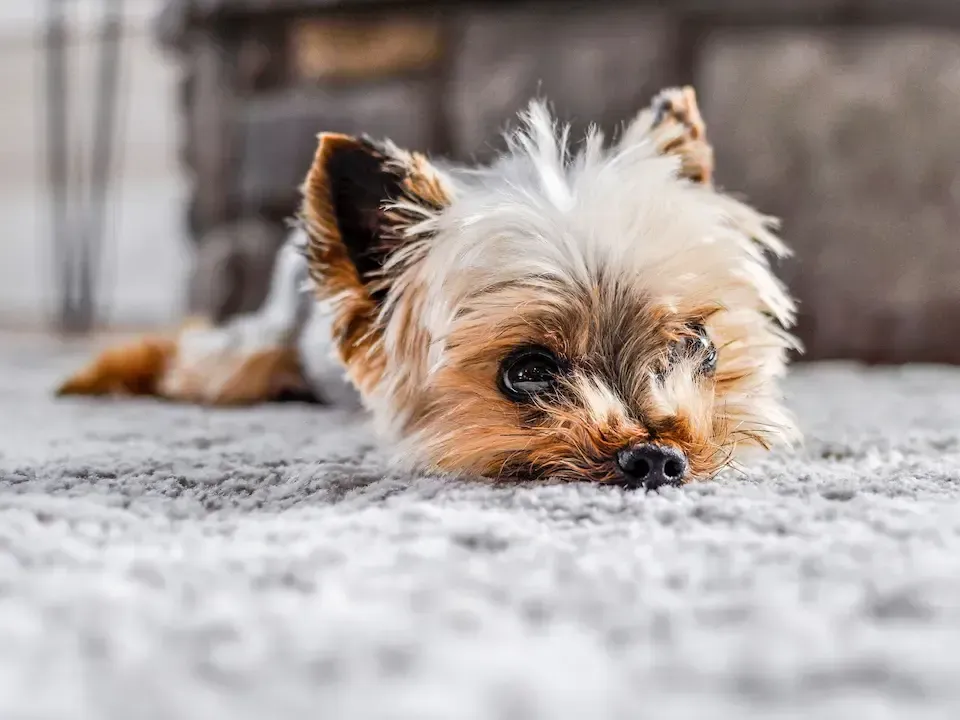 Dog on a clean carpet