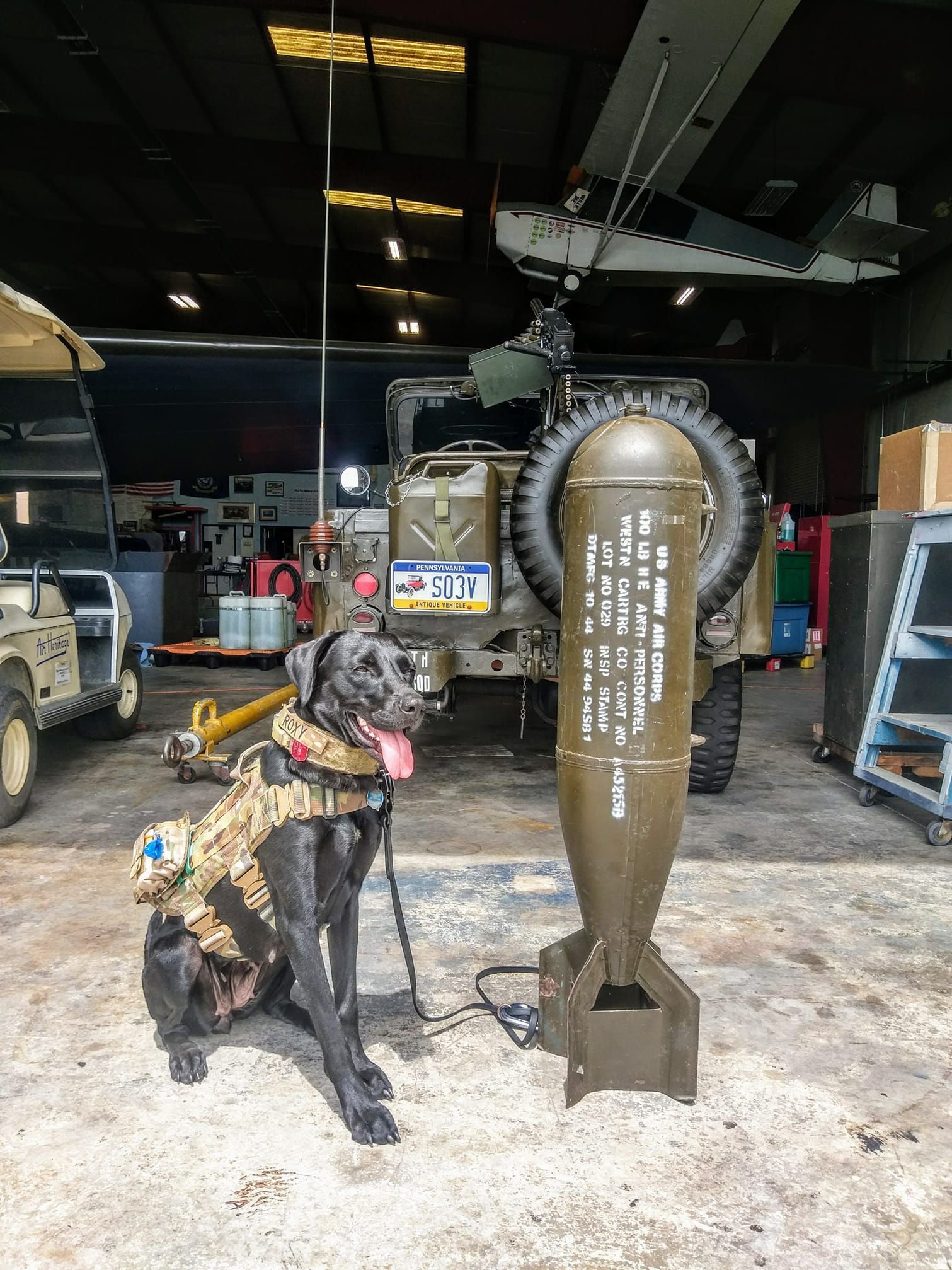 a dog and a rocket
