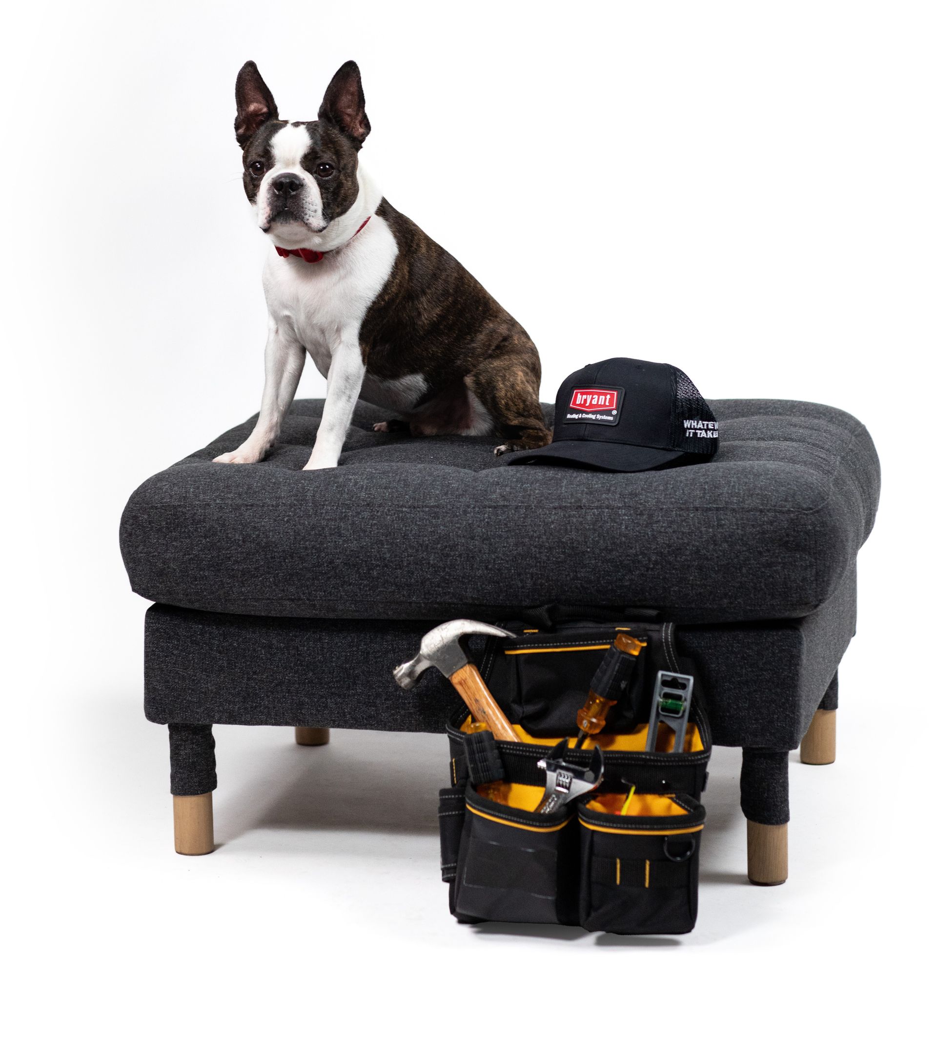 Small black-and-white dog sitting on a gray ottoman with a tool belt and cap nearby, on a white background