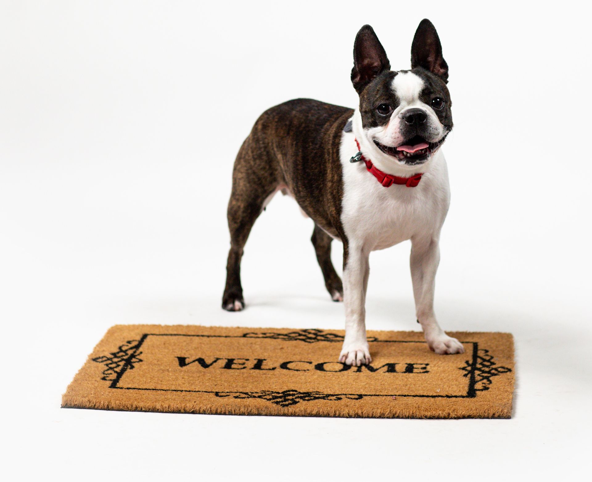 Boston terrier standing on a welcome mat, wearing a red collar, against a white background