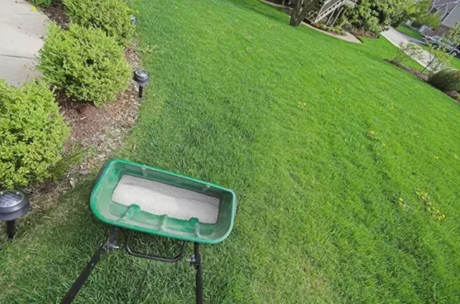 Green backyard lawn with a small garden spreader in the foreground and shrubs along the edge