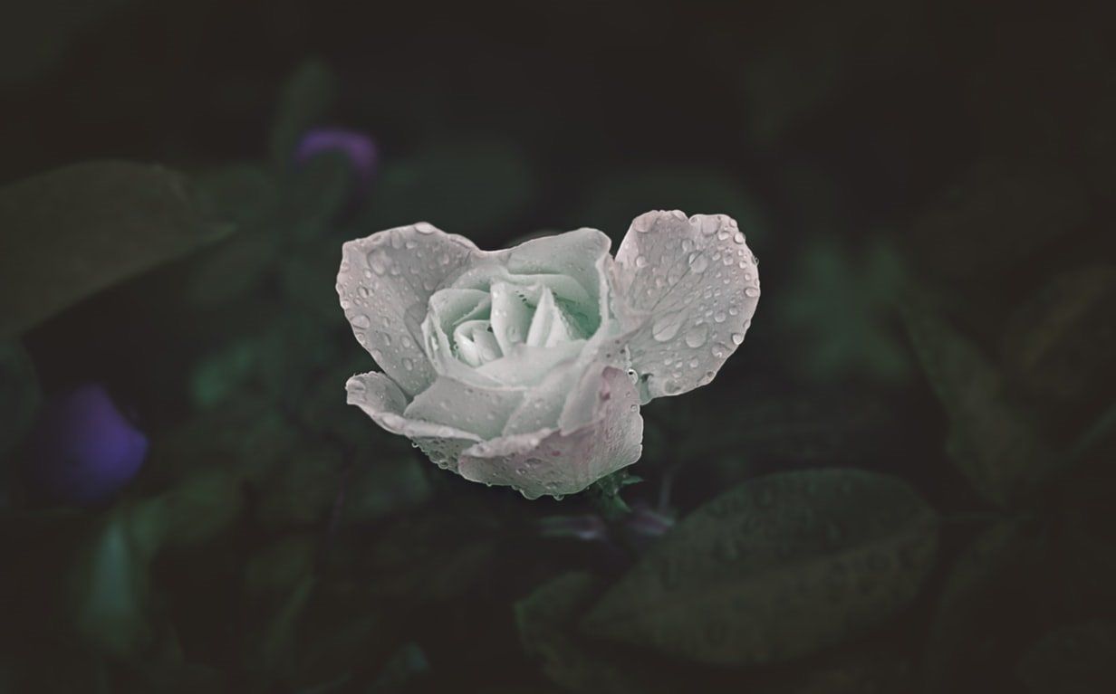 cremation services in Chicago, IL