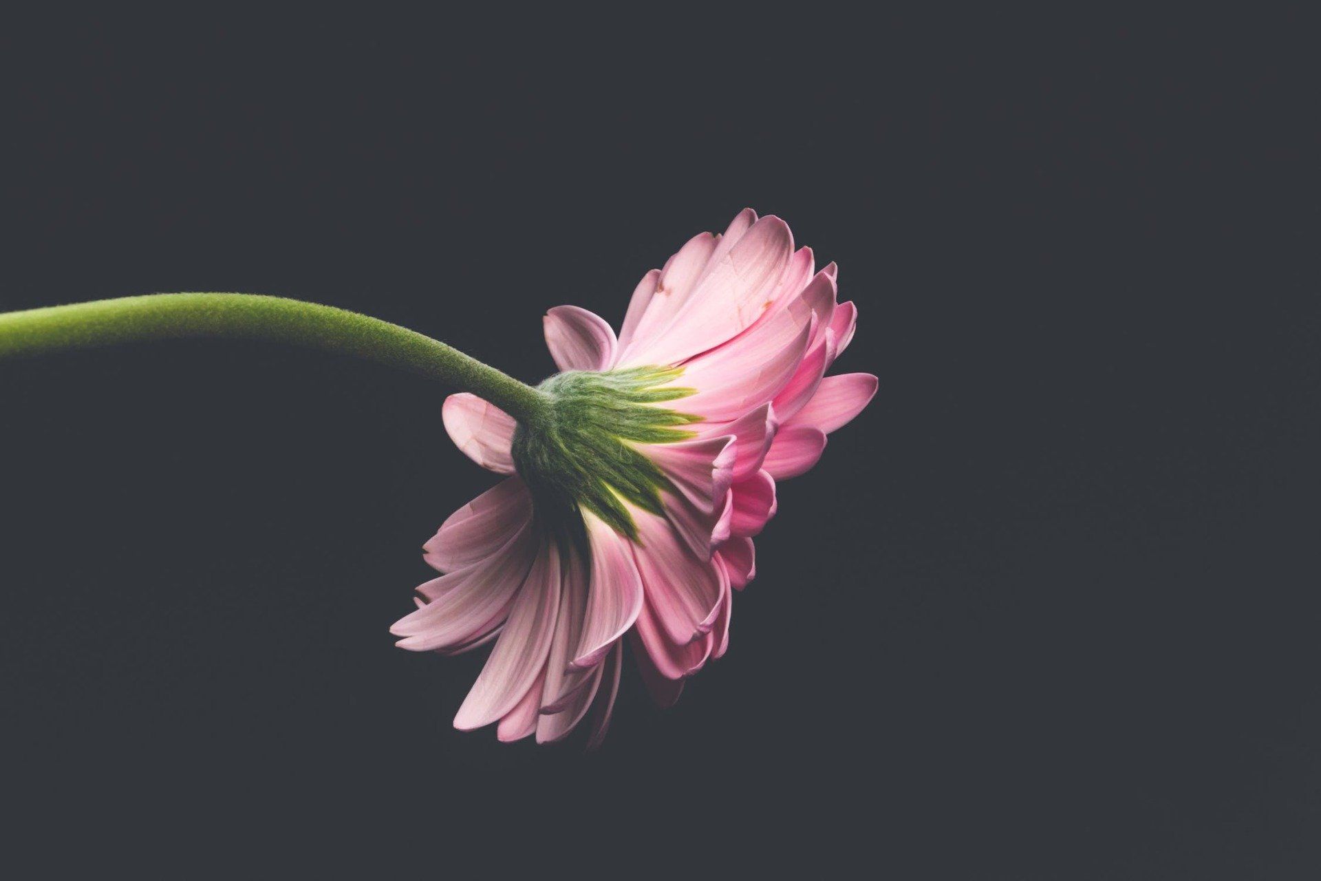 cremation services in South Holland, IL