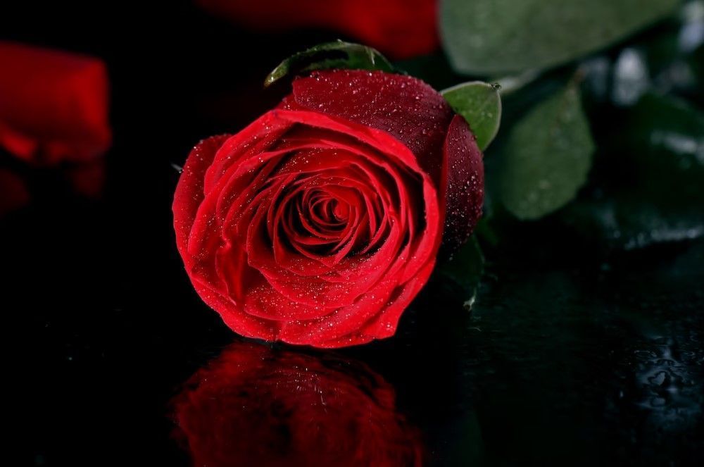 cremation services in South Holland, IL