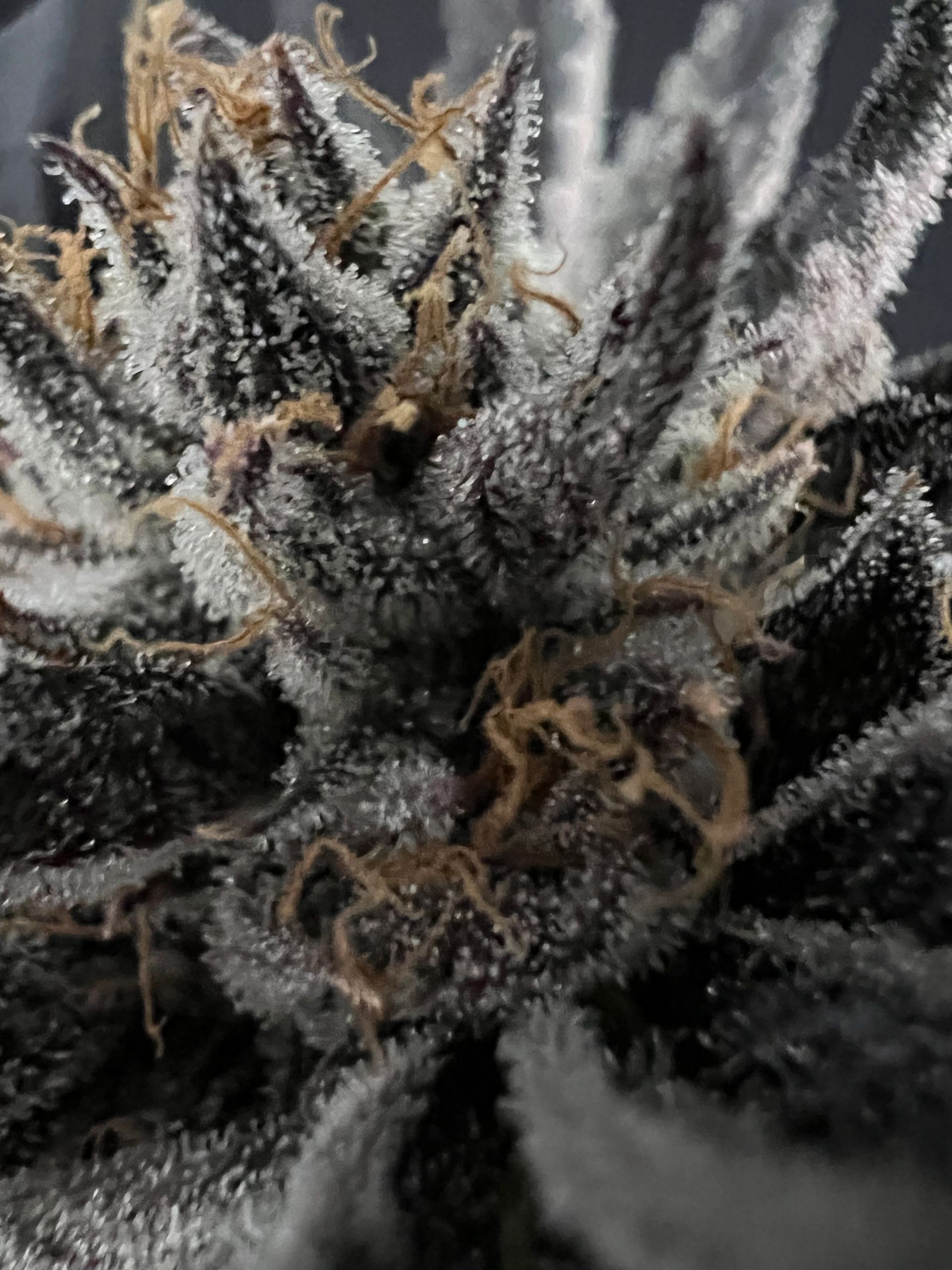 RIZE MichiganBased Cannabis Dispensary