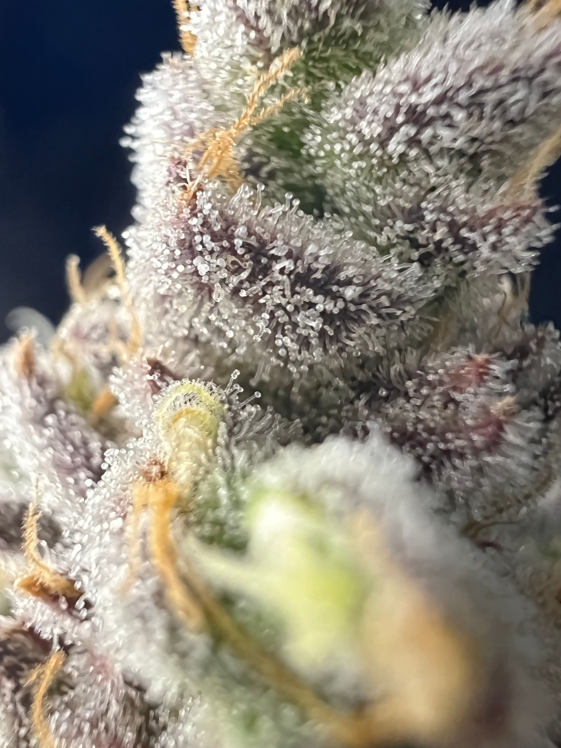 RIZE MichiganBased Cannabis Dispensary