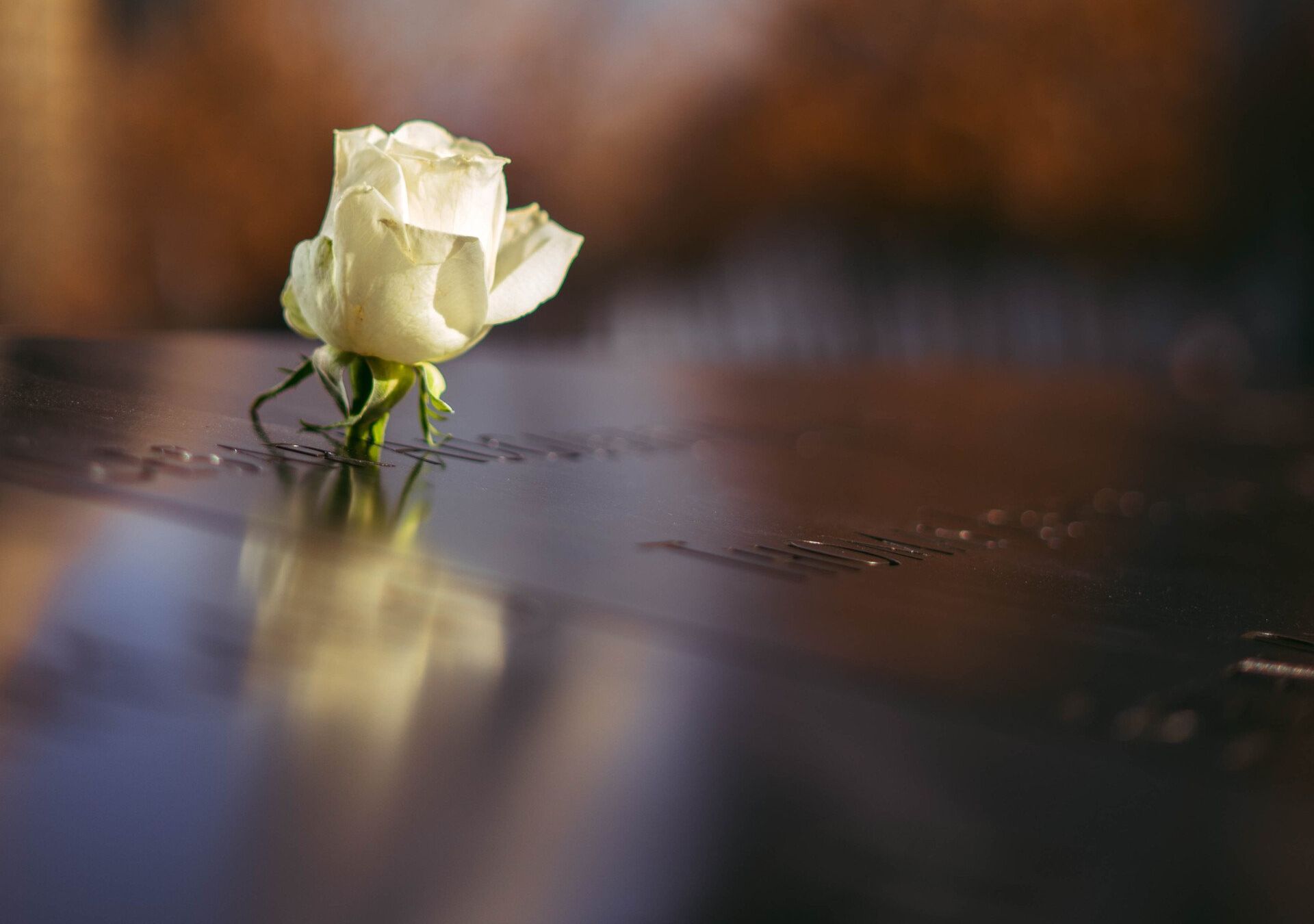 A single white rose is sitting on a wet surface.