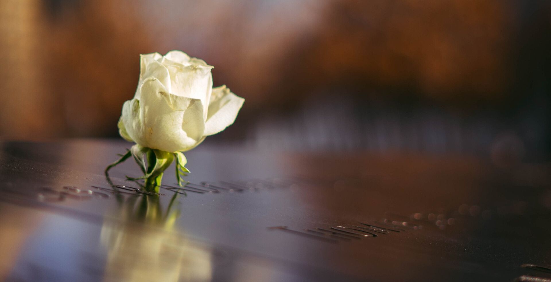 A white rose is sitting on top of a grave.