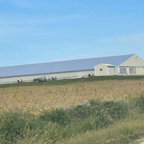 Rural farm field with a long white barn and outbuildings under a clear blue sky