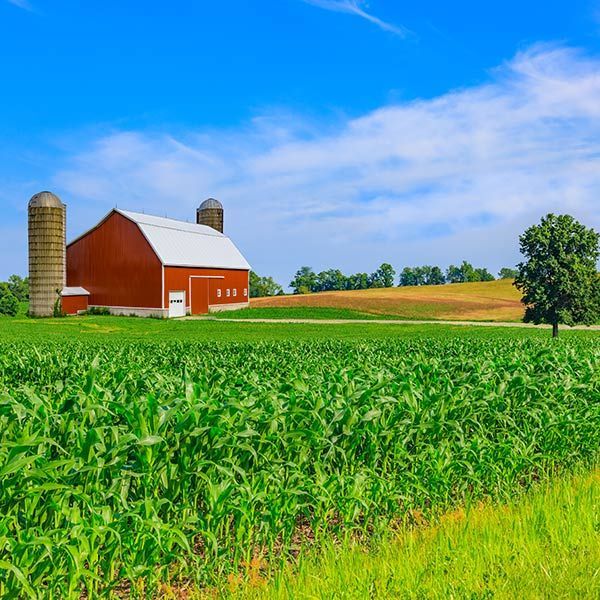 Red barn and silos beside a green cornfield under a bright blue sky.